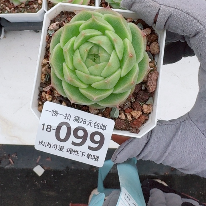 阿祖多肉无盆土发货多肉多