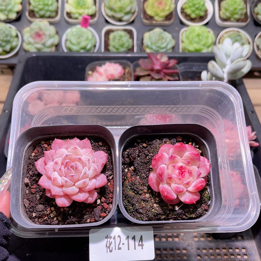 花利美12-114秋池➕秘境冰魄