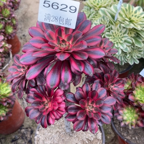 丽娜多肉的5629多肉