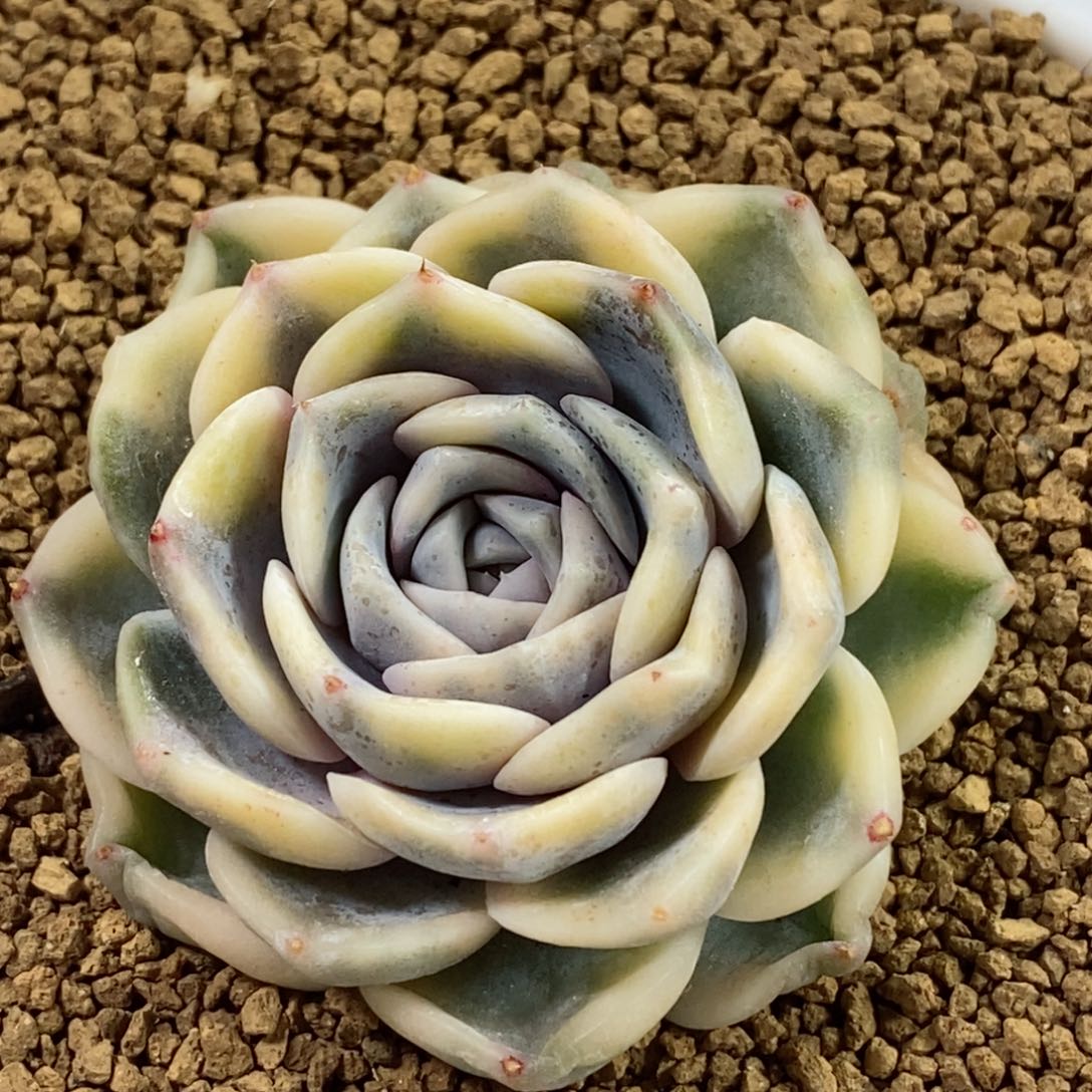 250汉堡锦  小方花圃一物一拍