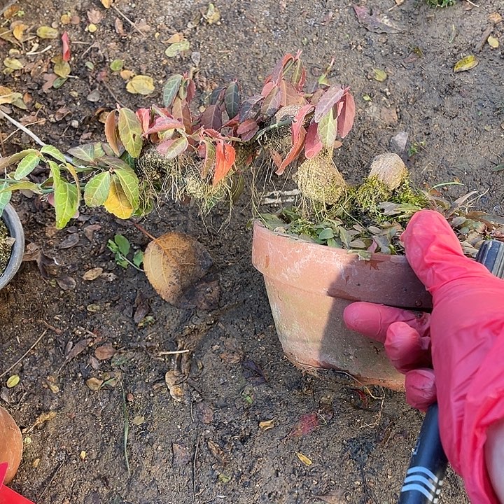 錫****无花朵120菊花菊花计划经济家