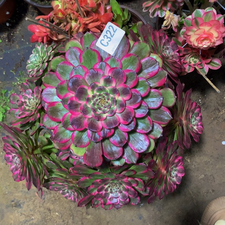 蝴*结黑32200000000