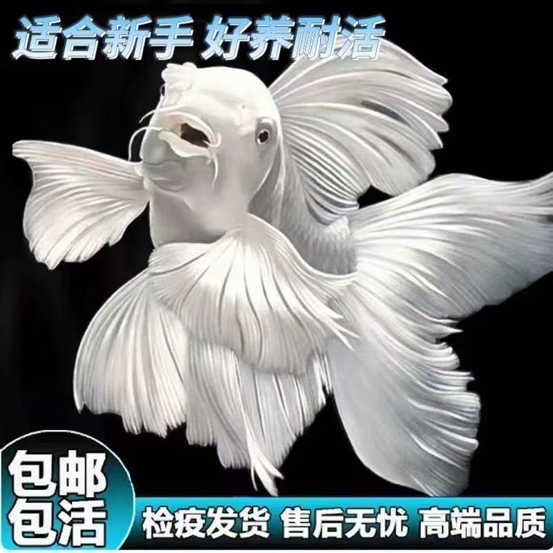 精选普身石膏白蝴蝶鲤观赏鱼冷水好养耐活