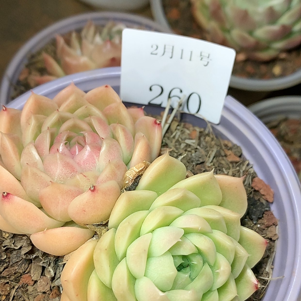 【闪购商品】云260