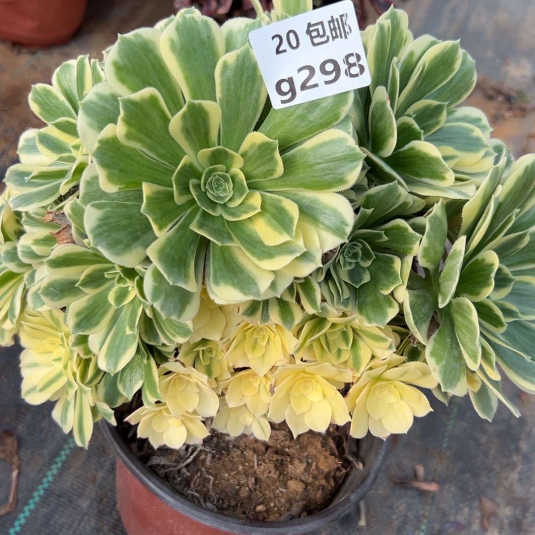 298迈巴赫，满20包邮嘟叮熊