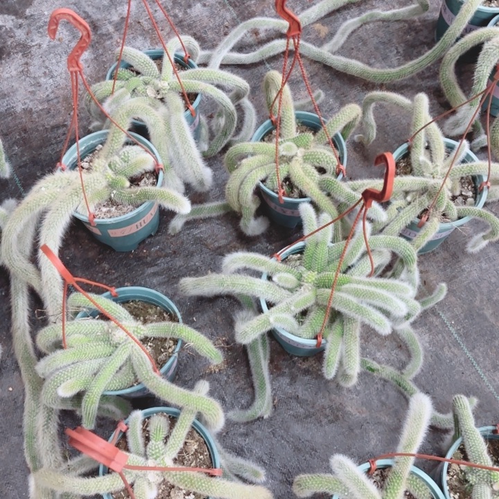 九尾狐三棵包邮包邮包邮