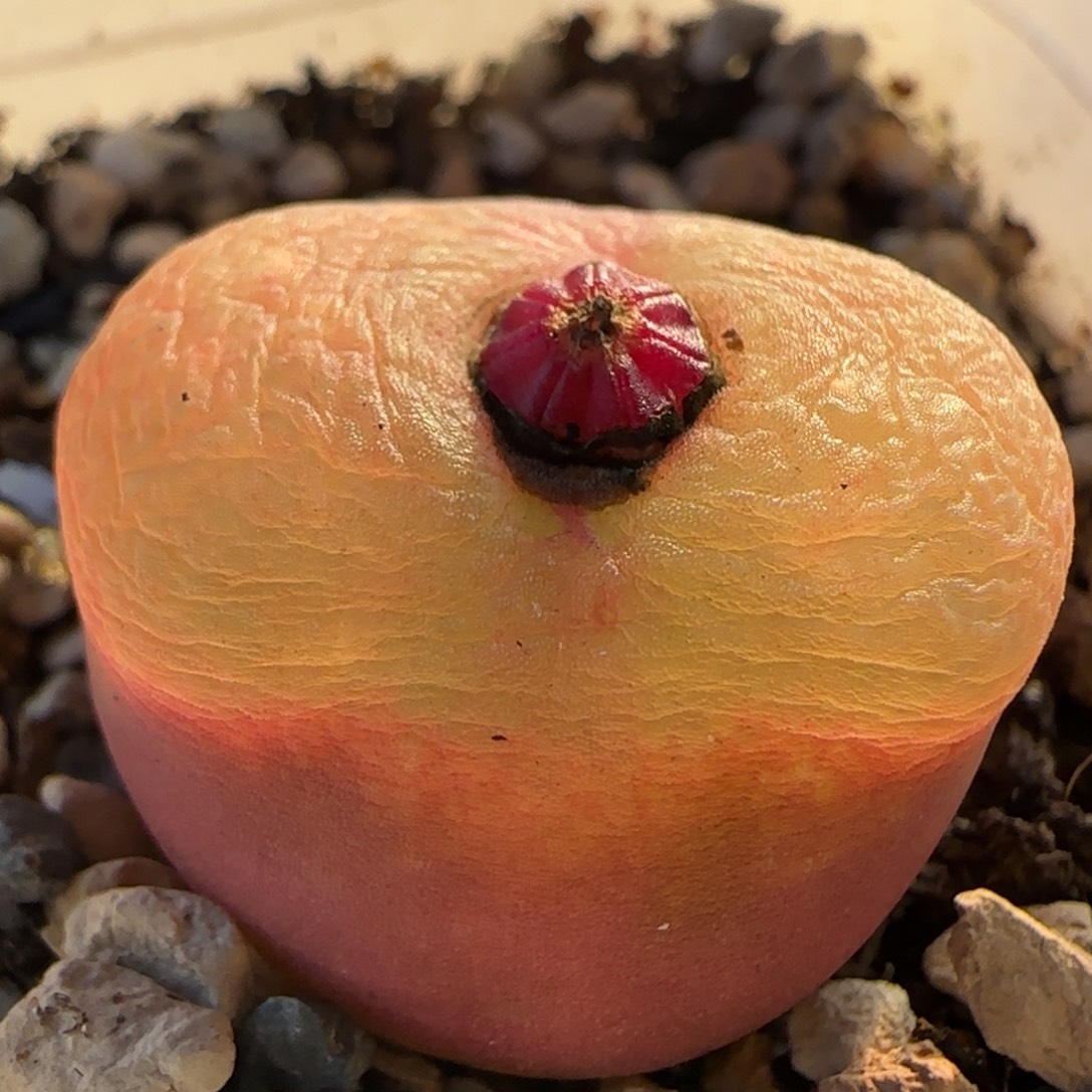 毛2.2厘米多肉植物百科