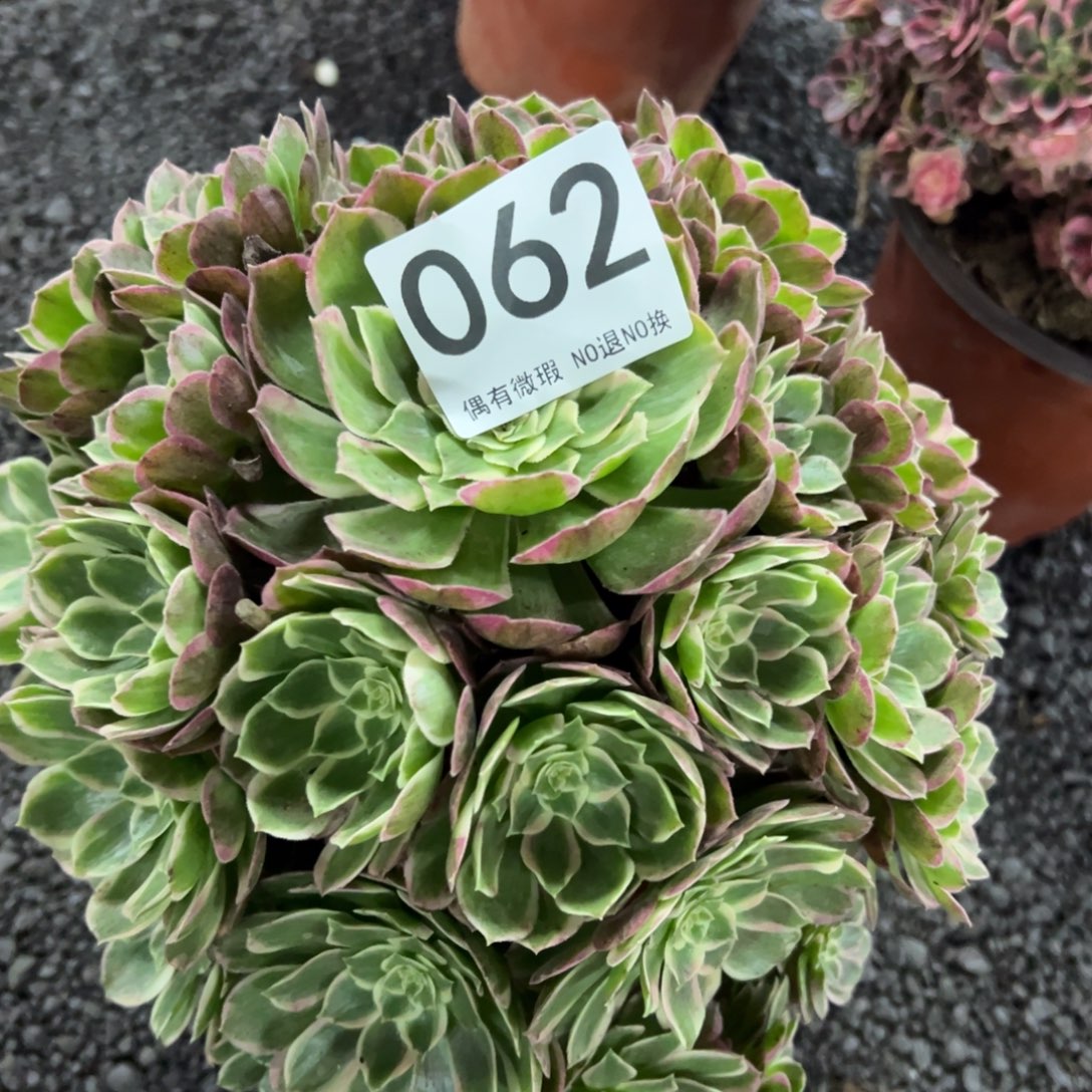 我是真的很喜欢这个