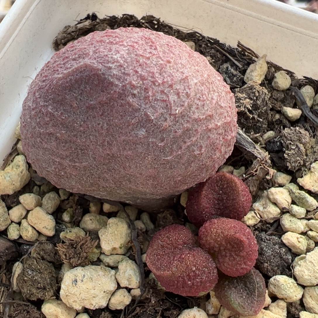 水蜜桃大苗多肉植物水泡