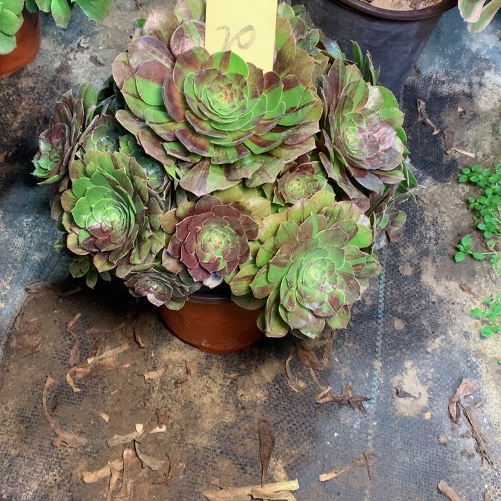 20花月夜多肉一物一拍～