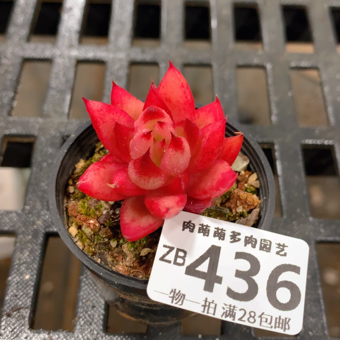 肉萌萌拇指盆精控多肉ZB436