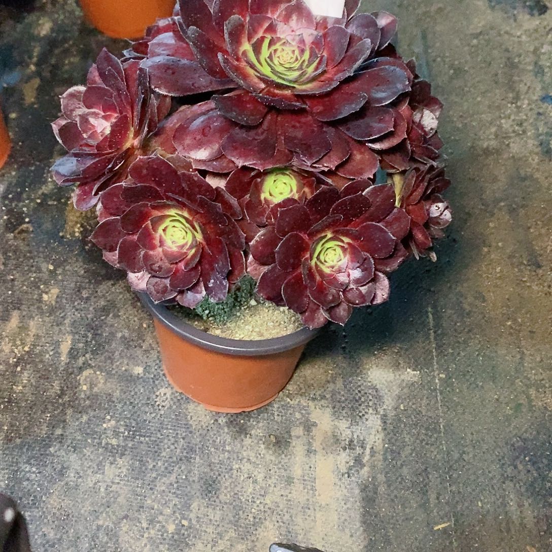 花花公子984多肉111111