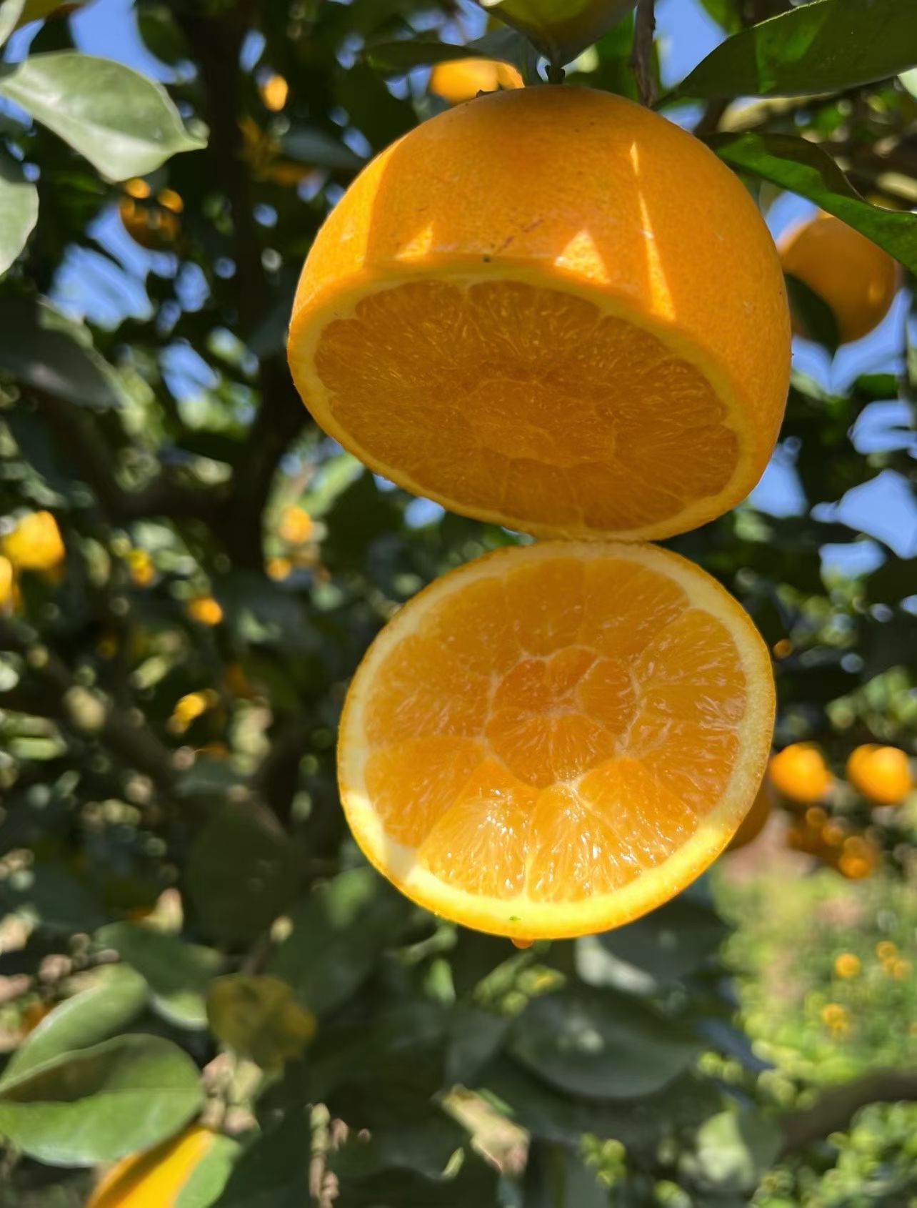 【一鹤专属】赣南信丰脐橙新鲜采摘5斤装（带箱重）中果（66-80mm）