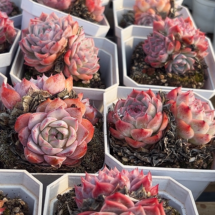 大白盆   粉孤星群