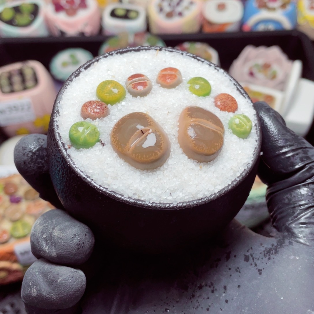 w3928--带盆土发货，零下地区拍保温箱