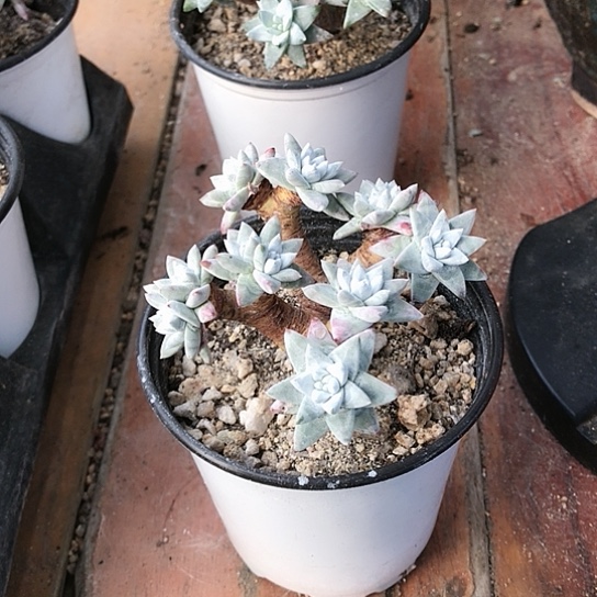 丸叶白菊仙女棒杯