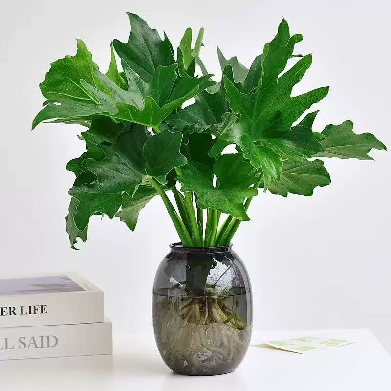 春羽绿植盆栽花卉植物室内易养活龟背竹无土纯羽水培植物室内好养