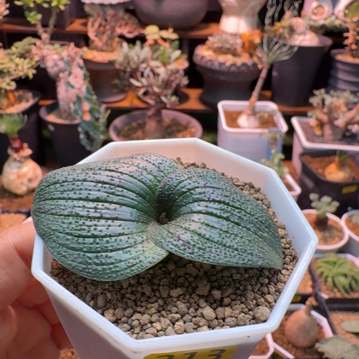 紫镜213 仙人掌仙人掌