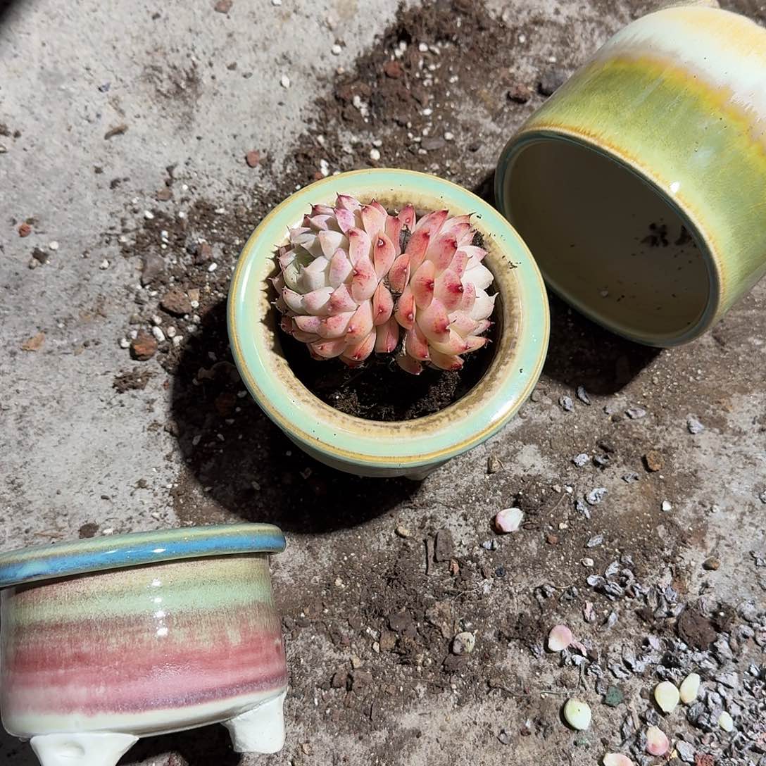 风***曳桃熏女王带盆多肉植物