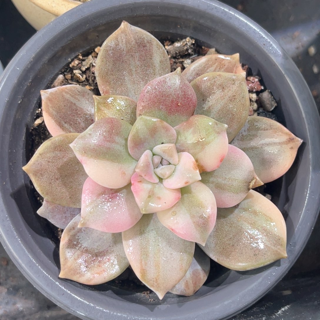 多肉特价华丽风车锦