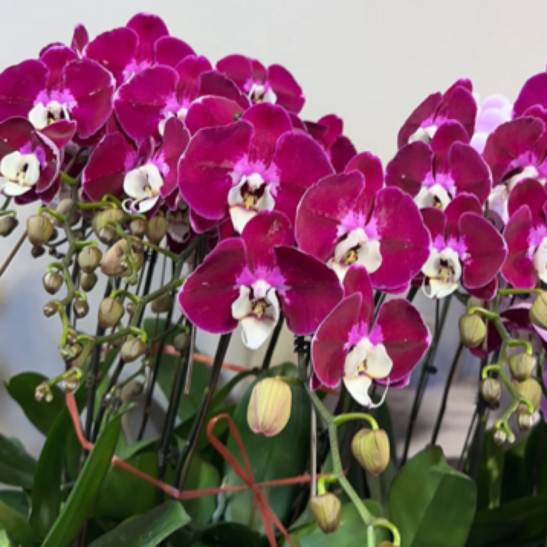 花苗【黑豹苗】3.5没有剑大花四季开花室内花基地有破损