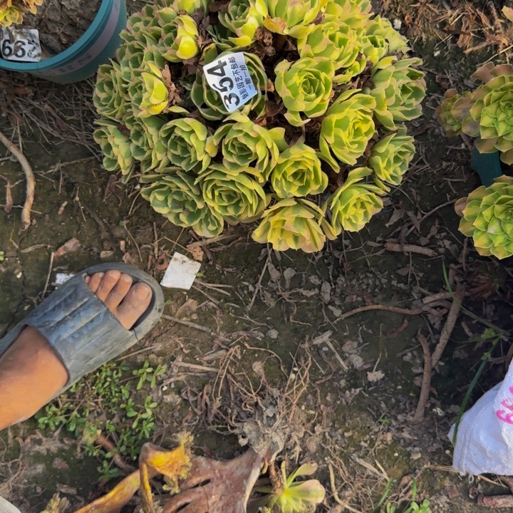 白凤花29-46包邮花花