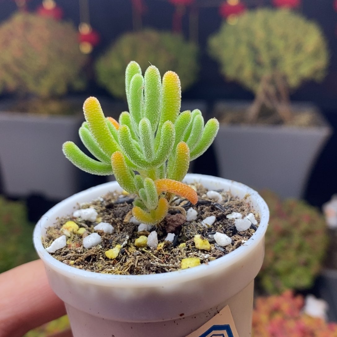 249号实生橙叶枝干多肉