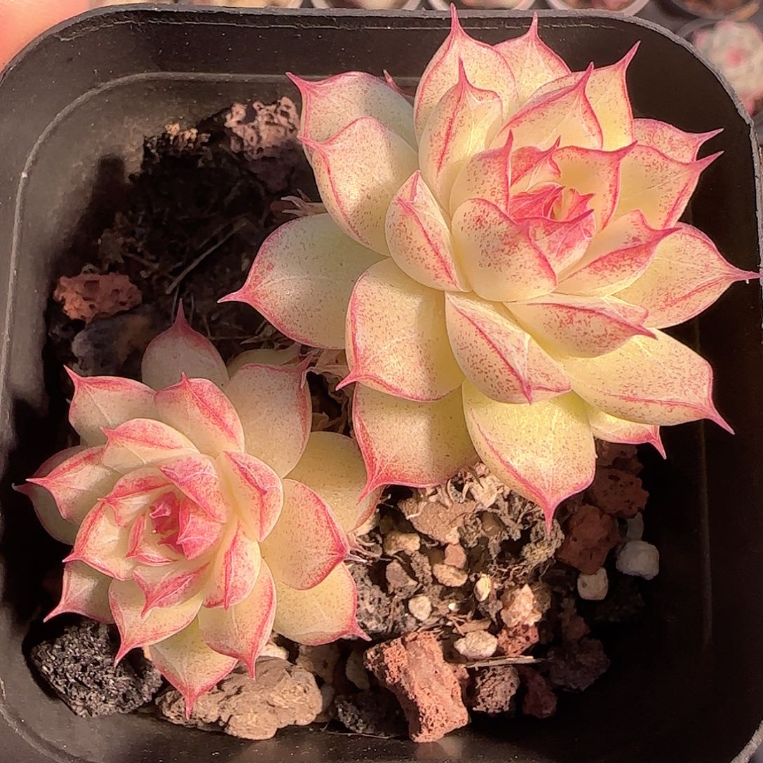 多肉1201-251女王玫瑰可能散