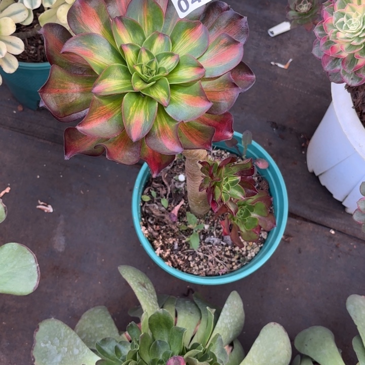 年***忘无花朵043多肉法师发货