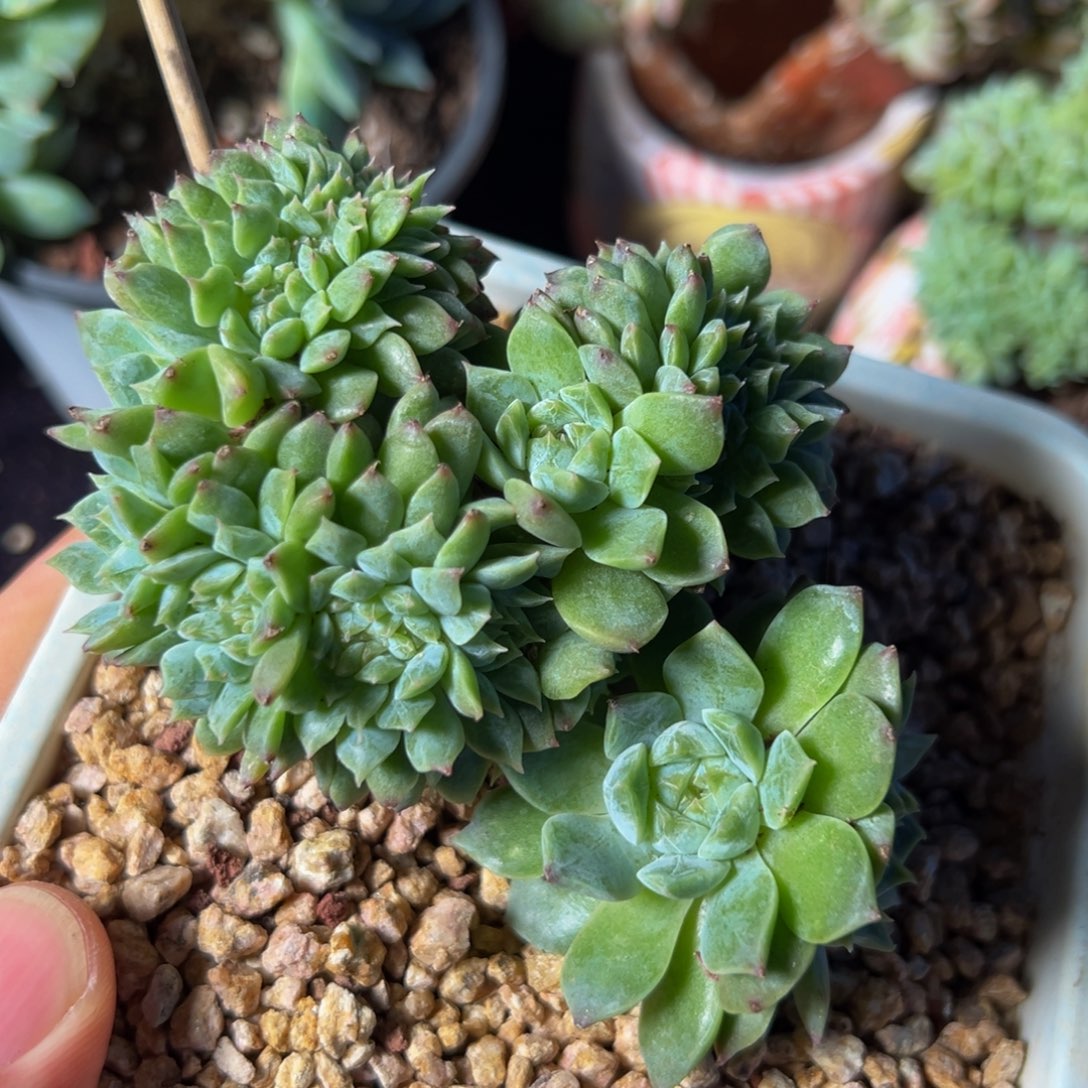 新年快乐 新年快乐