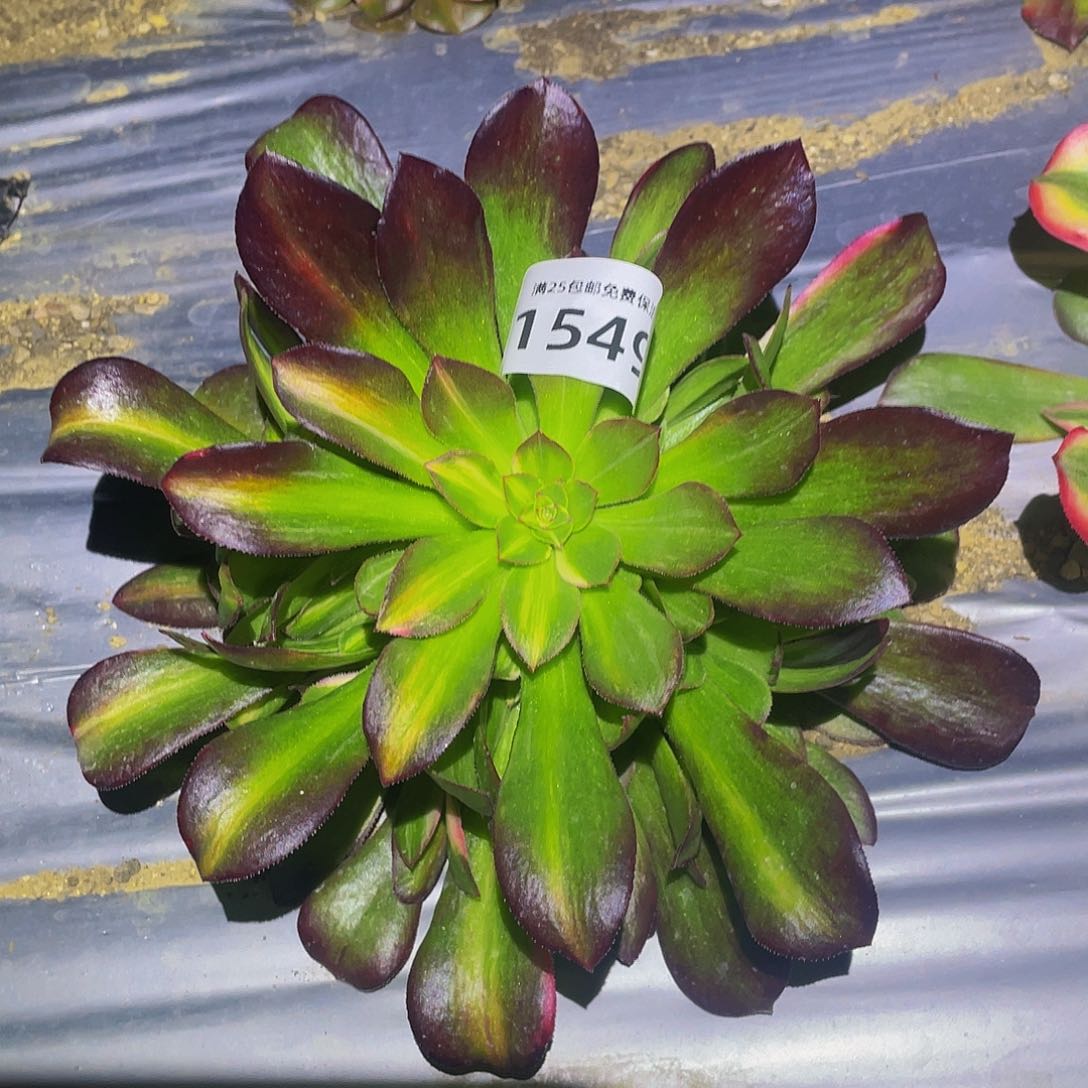 1549韶秀七彩多肉植物