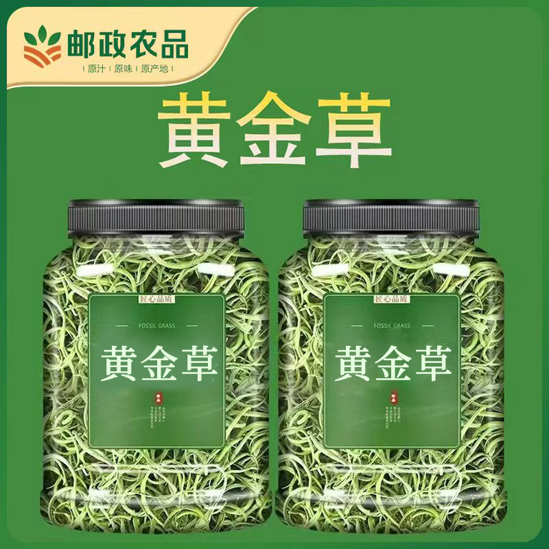 正宗黄金草黄金草茶长白山深山小草搭配百合泡嗷叫茶干化石草