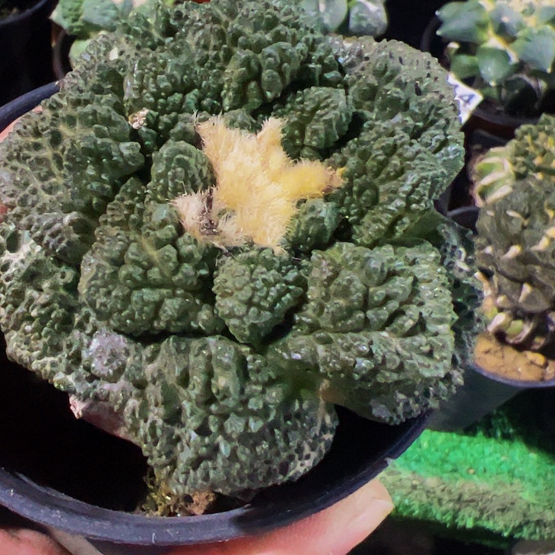 无花朵哥斯拉牡丹球缺水365