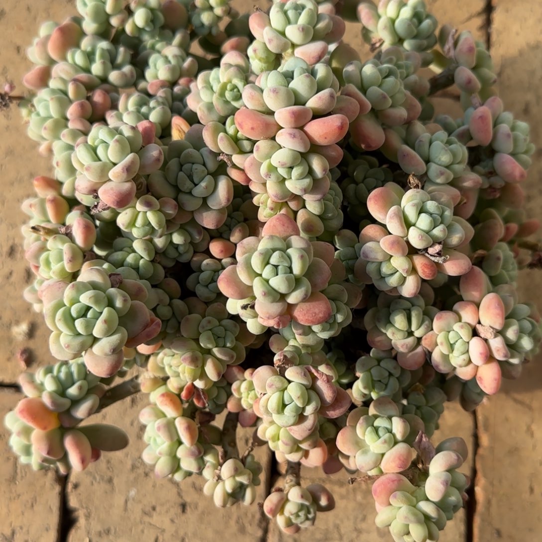 无花朵劳尔大老桩