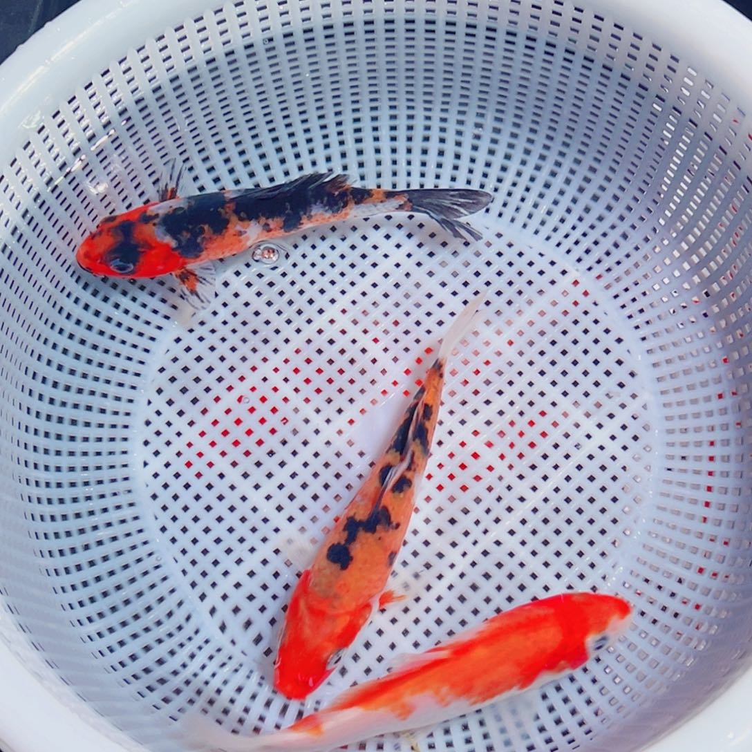 锦鲤锦鲤观赏鱼1111