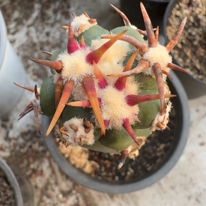 花王苗接仙人球268