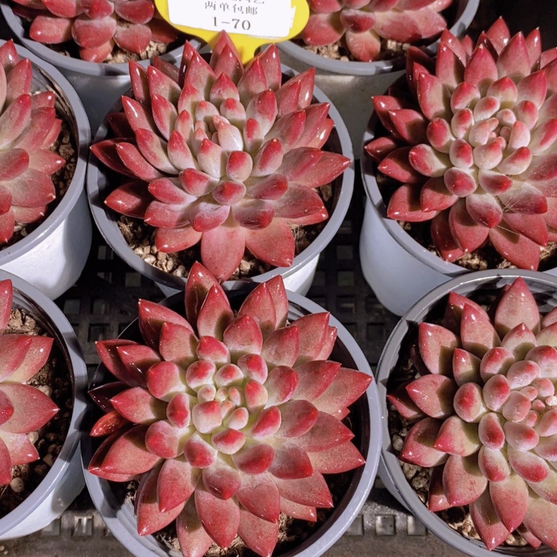 1-70-精品如烟美人单头一个