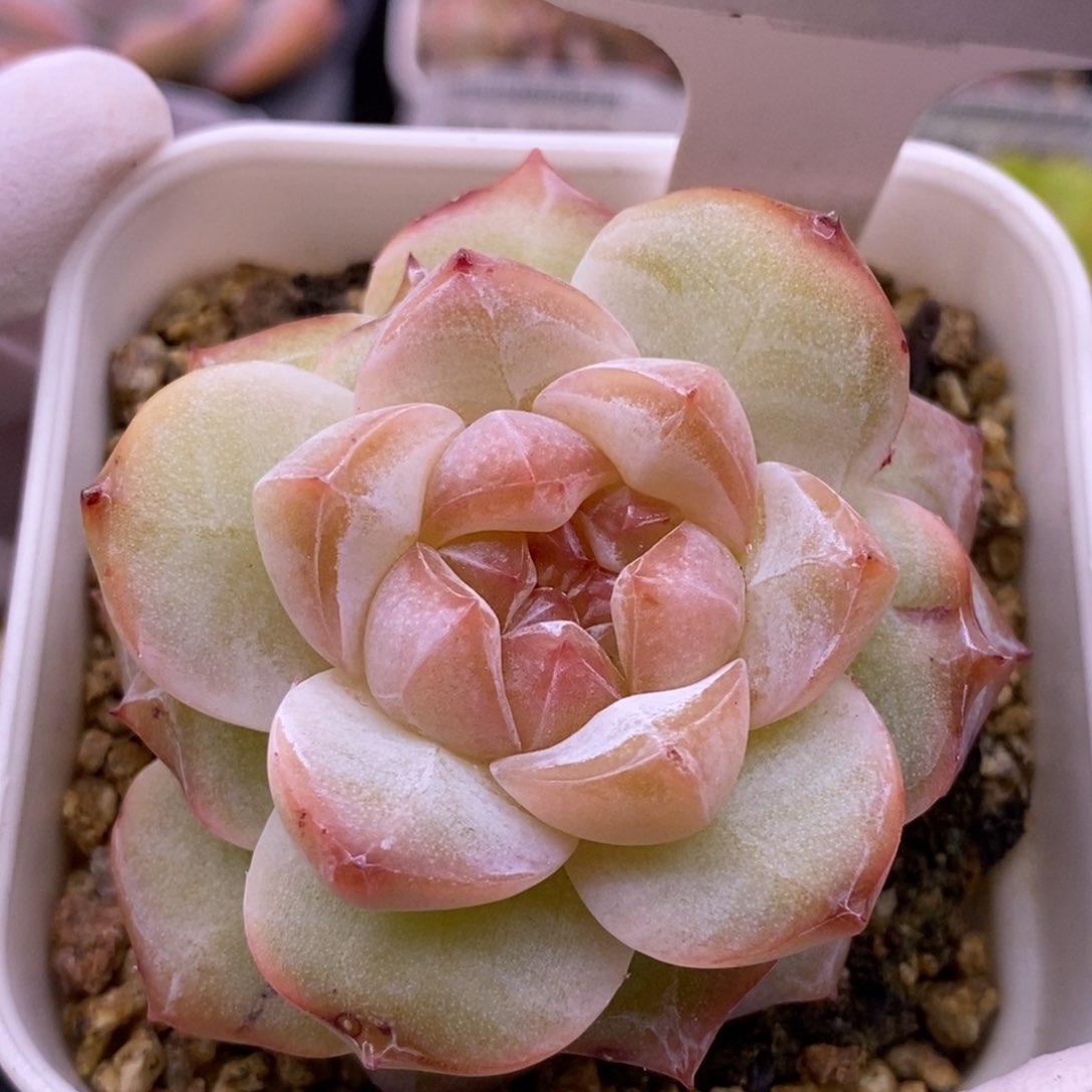 【闪购商品】14-160