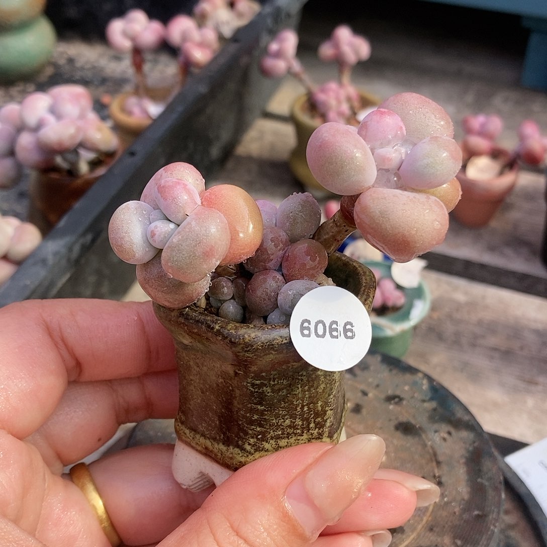 6066糖果腰子蛋带盆土