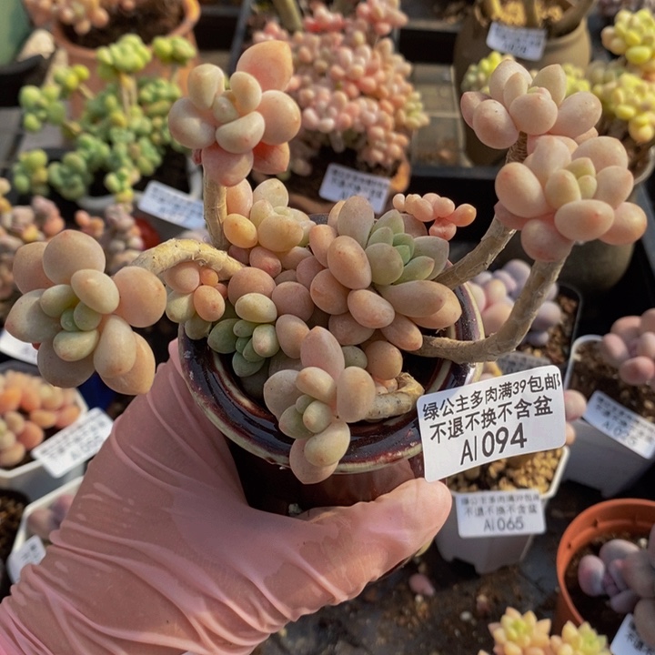 鱼子酱老桩有砍1094多肉植物