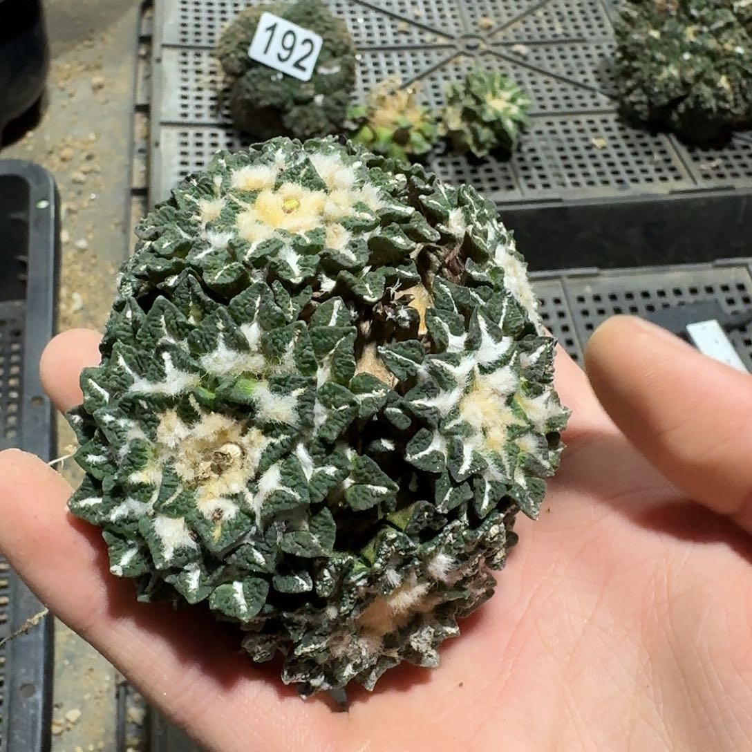 247号仙人球萝卜根