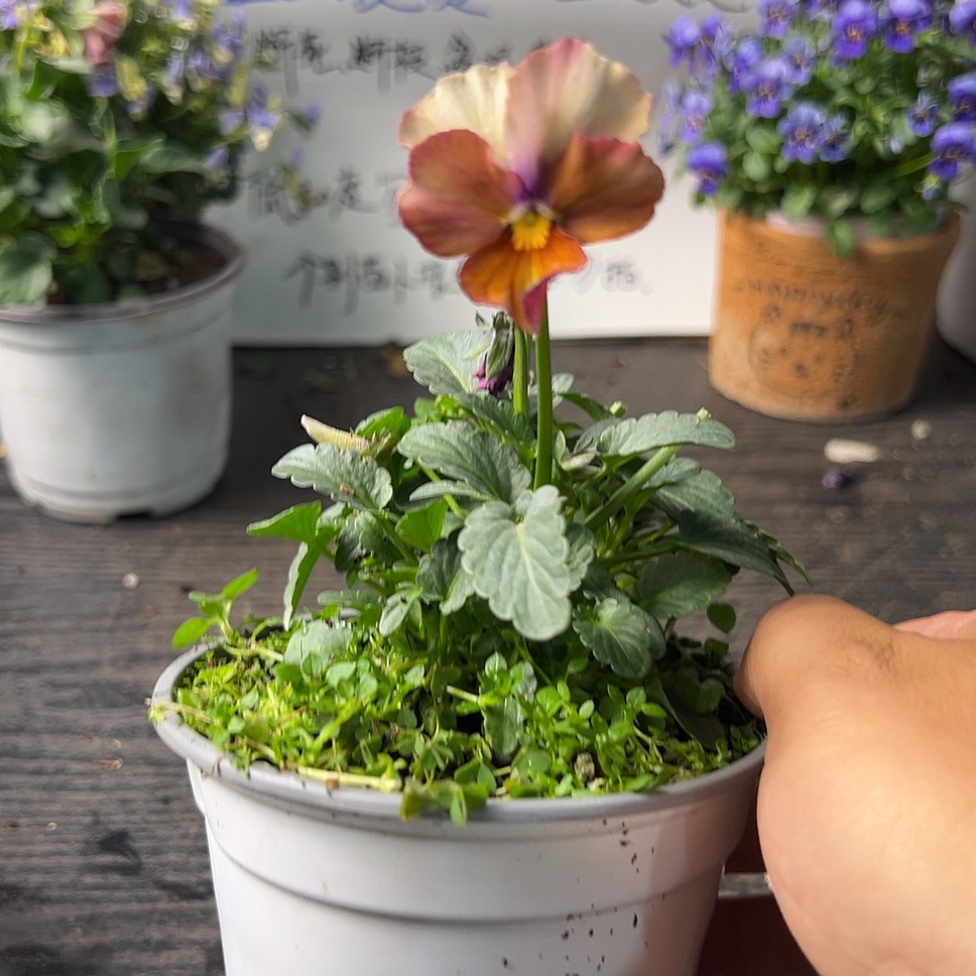 当前无花朵，栽培后可花朵338号