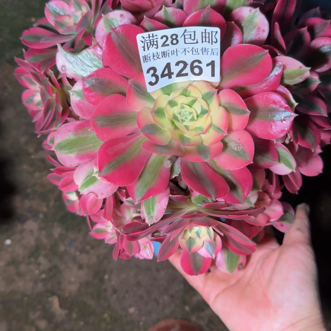 34261女巫多肉植物