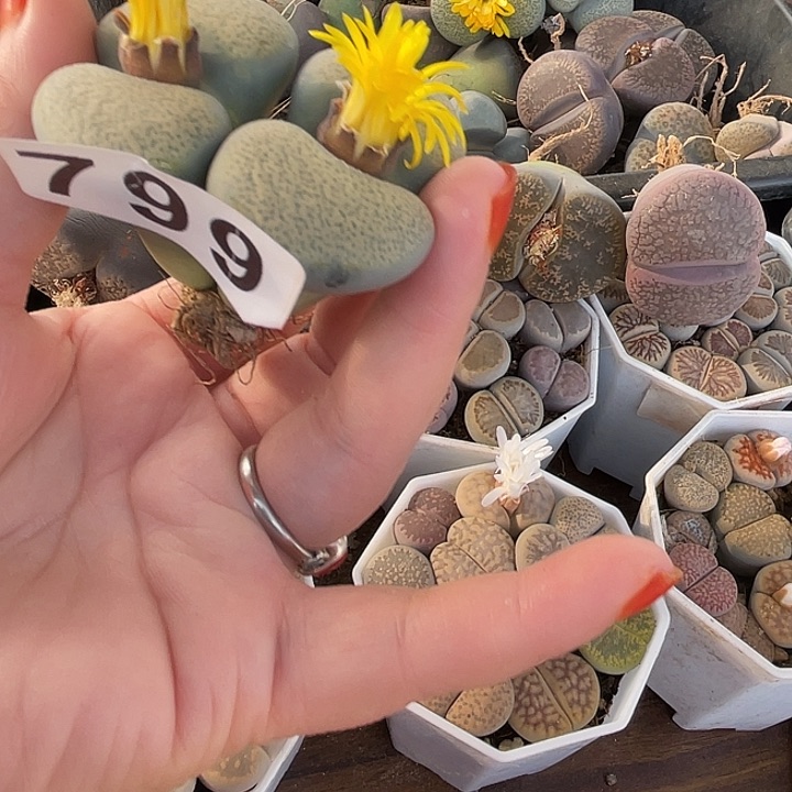 ^***年碧琉璃一个79911