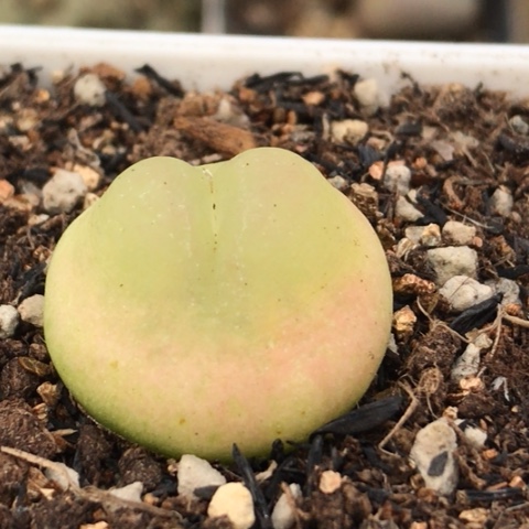 多肉的锥 2.2Cm 紫皮拉登