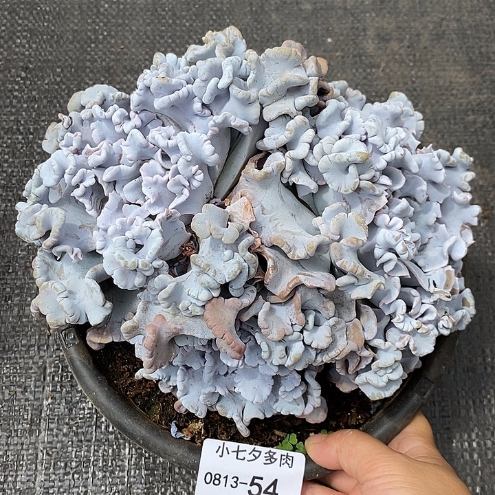 记得拍冷链白饺子皮54