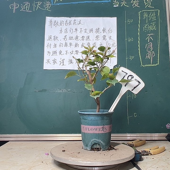 当前无花栽培后可以开花金色光辉 797