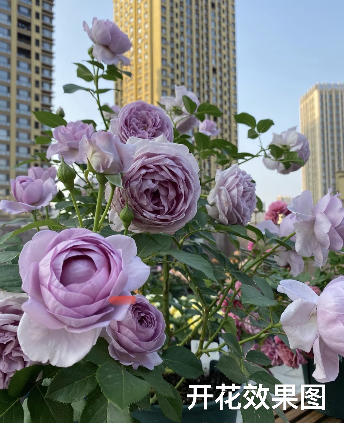 【蓝色风暴】浓香 庭院阳台盆栽花卉 多季节重复性开花 好养