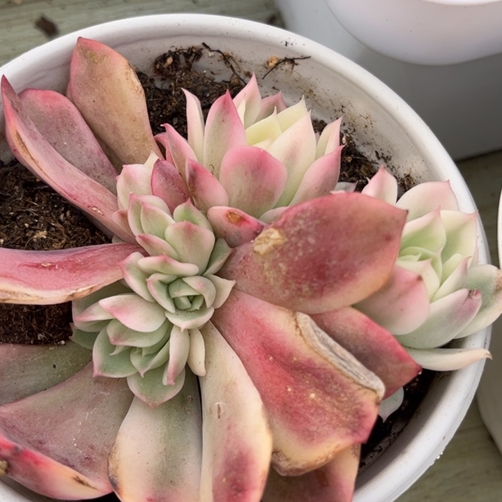 粉水晶锦群生底座一颗