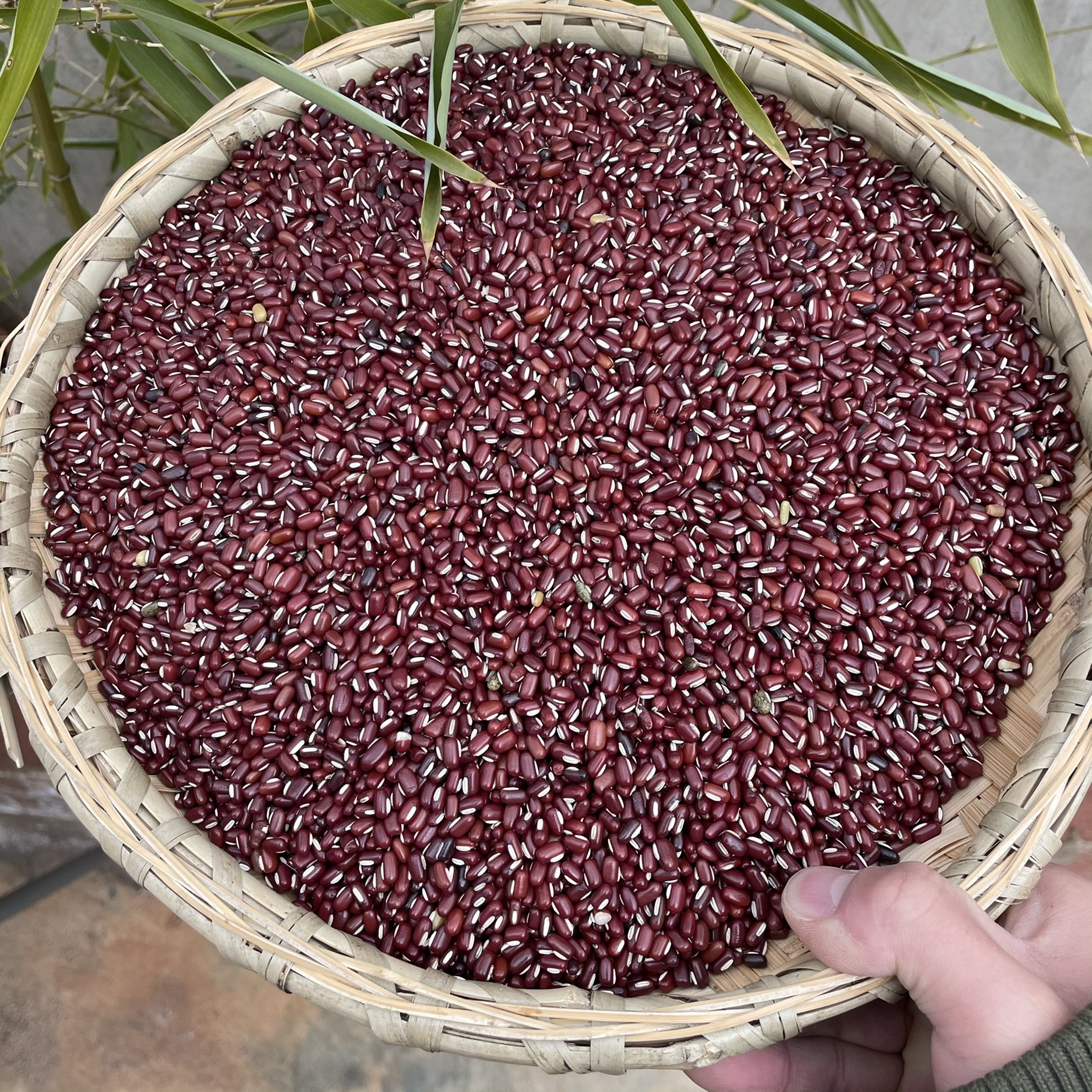 云南农家赤小豆 